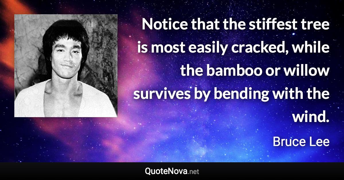 Notice that the stiffest tree is most easily cracked, while the bamboo or willow survives by bending with the wind. - Bruce Lee quote