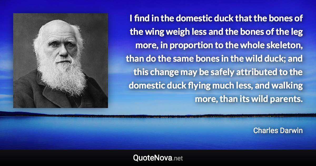 I find in the domestic duck that the bones of the wing weigh less and the bones of the leg more, in proportion to the whole skeleton, than do the same bones in the wild duck; and this change may be safely attributed to the domestic duck flying much less, and walking more, than its wild parents. - Charles Darwin quote