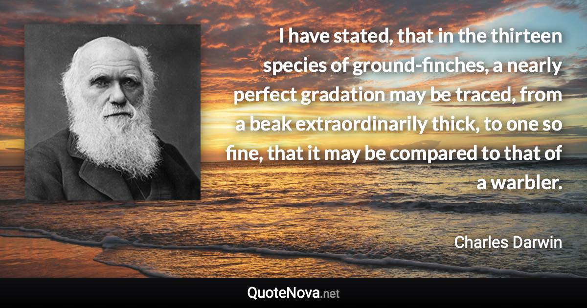 I have stated, that in the thirteen species of ground-finches, a nearly perfect gradation may be traced, from a beak extraordinarily thick, to one so fine, that it may be compared to that of a warbler. - Charles Darwin quote