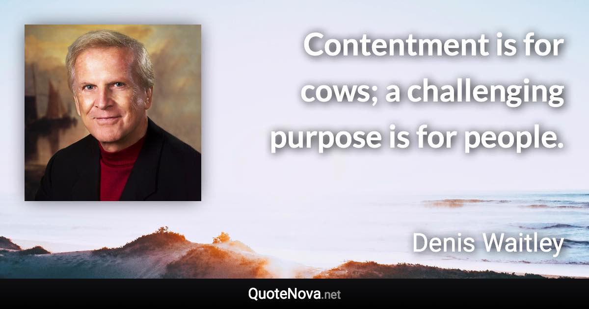 Contentment is for cows; a challenging purpose is for people. - Denis Waitley quote