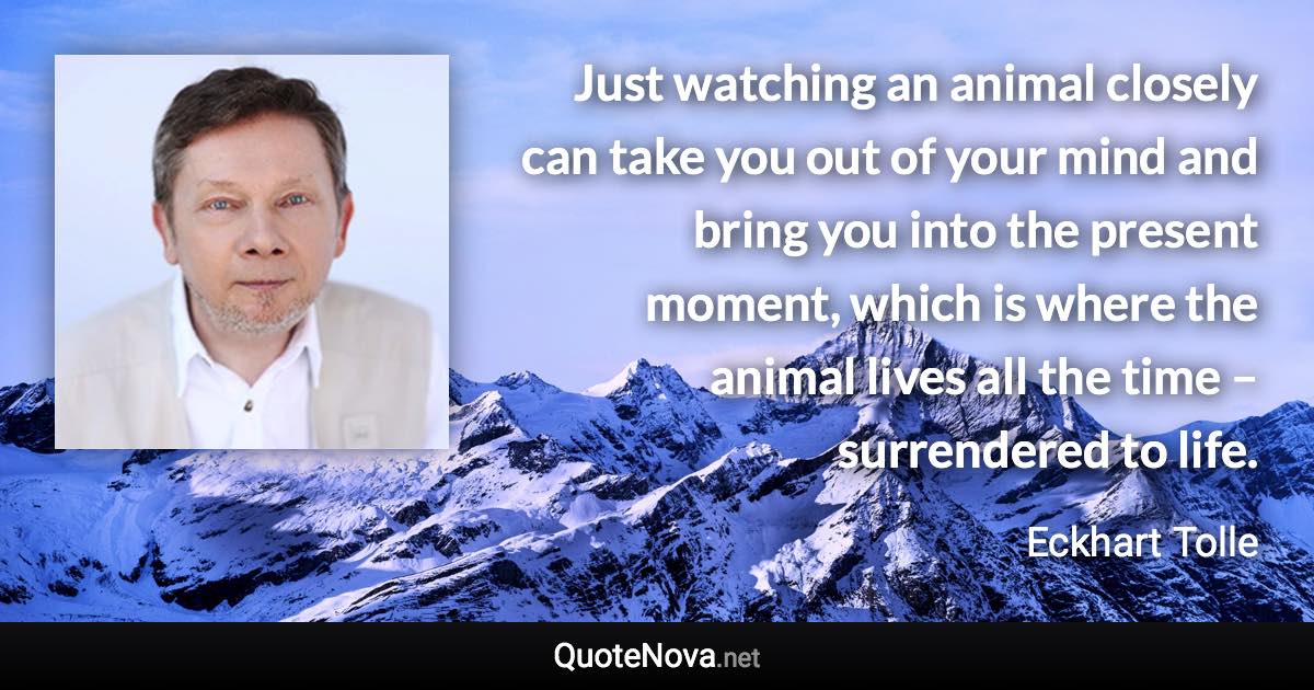 Just watching an animal closely can take you out of your mind and bring you into the present moment, which is where the animal lives all the time – surrendered to life. - Eckhart Tolle quote