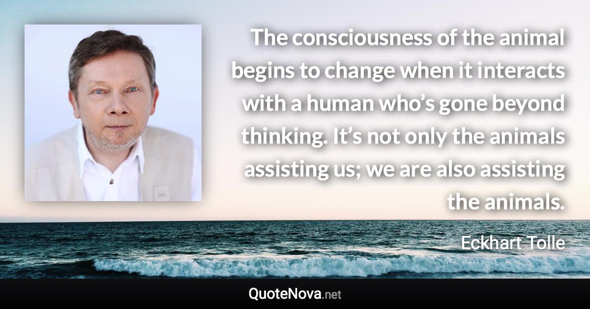 The consciousness of the animal begins to change when it interacts with a human who’s gone beyond thinking. It’s not only the animals assisting us; we are also assisting the animals. - Eckhart Tolle quote