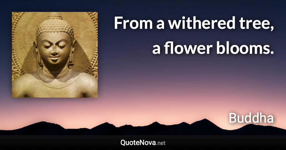 From a withered tree, a flower blooms. - Buddha quote