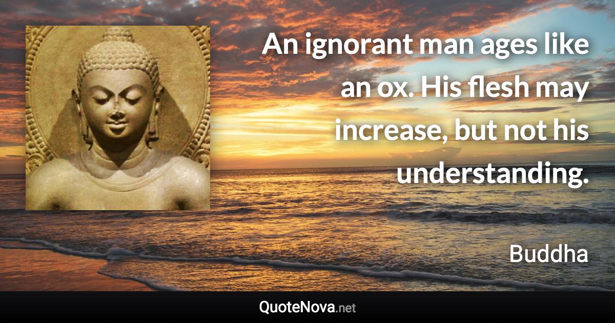 An ignorant man ages like an ox. His flesh may increase, but not his understanding. - Buddha quote