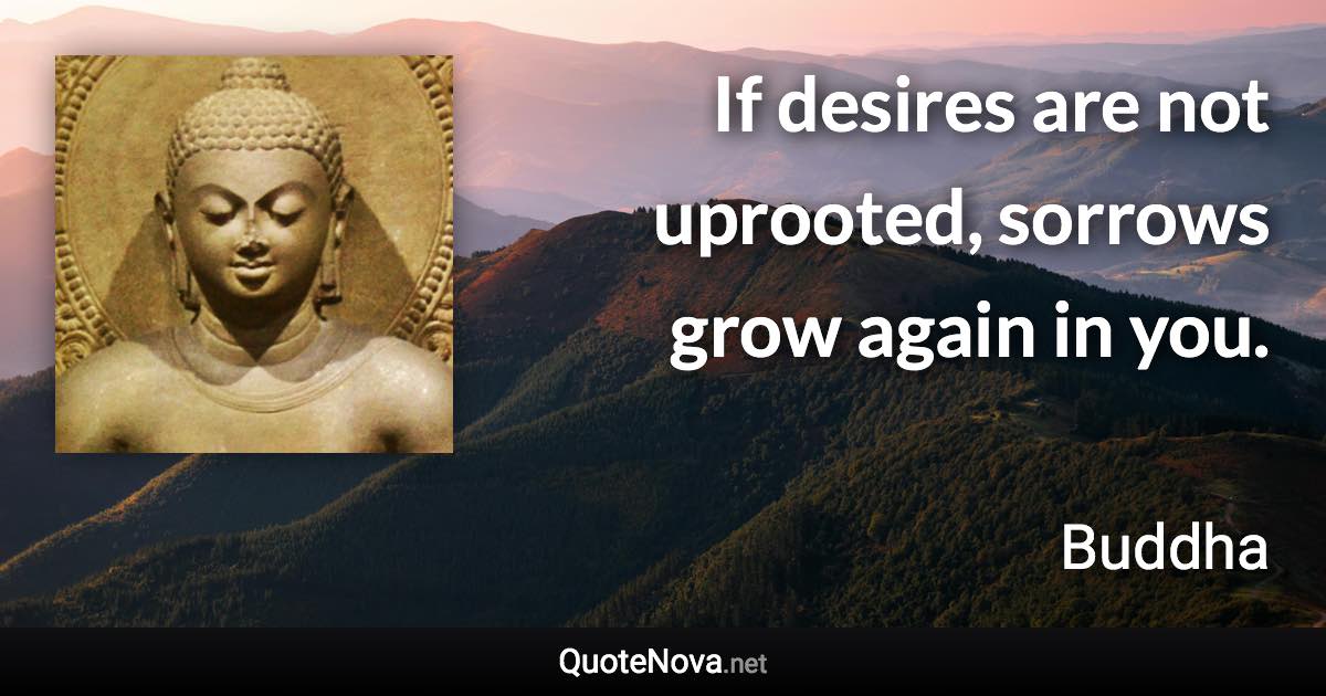 If desires are not uprooted, sorrows grow again in you. - Buddha quote