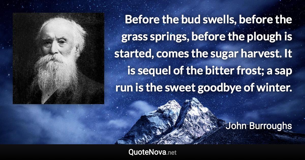 Before the bud swells, before the grass springs, before the plough is started, comes the sugar harvest. It is sequel of the bitter frost; a sap run is the sweet goodbye of winter. - John Burroughs quote