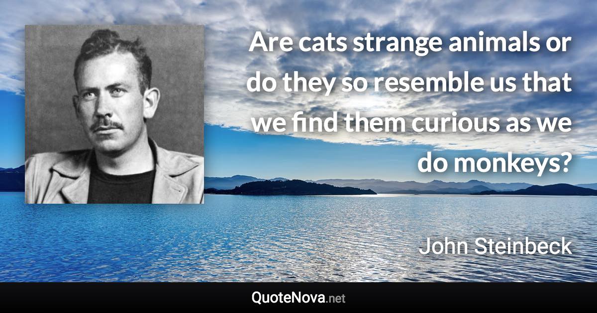 Are cats strange animals or do they so resemble us that we find them curious as we do monkeys? - John Steinbeck quote