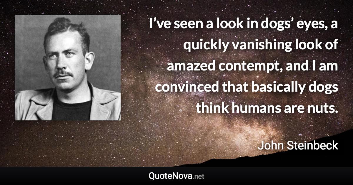 I’ve seen a look in dogs’ eyes, a quickly vanishing look of amazed contempt, and I am convinced that basically dogs think humans are nuts. - John Steinbeck quote