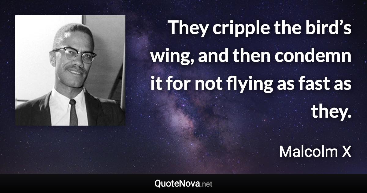 They cripple the bird’s wing, and then condemn it for not flying as fast as they. - Malcolm X quote