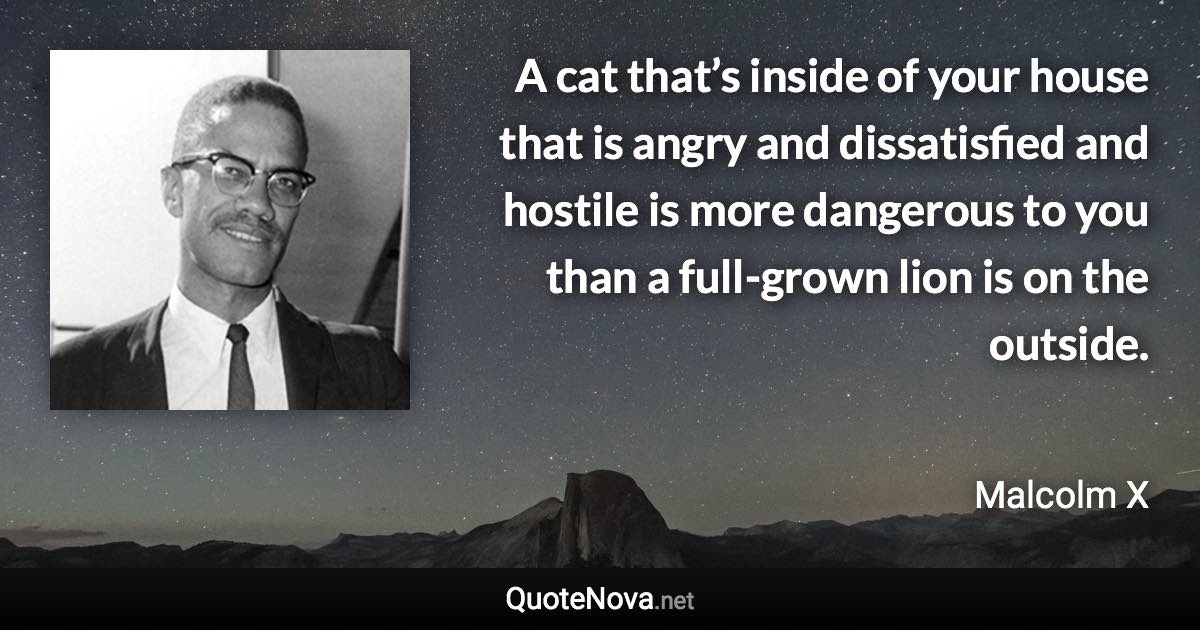 A cat that’s inside of your house that is angry and dissatisfied and hostile is more dangerous to you than a full-grown lion is on the outside. - Malcolm X quote