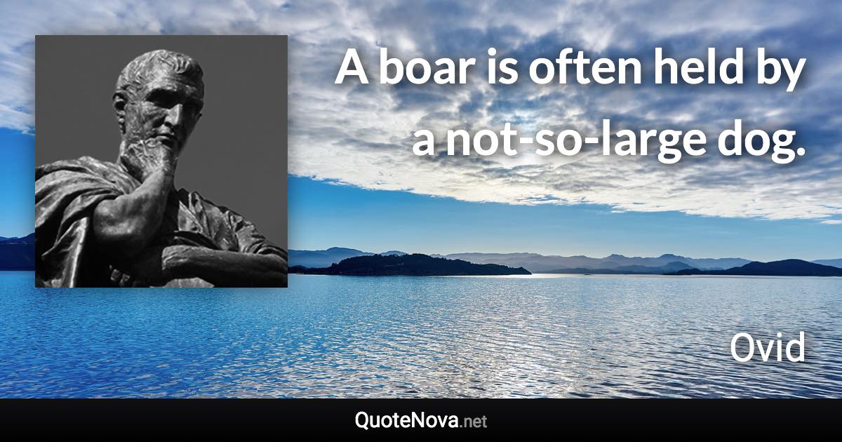 A boar is often held by a not-so-large dog. - Ovid quote