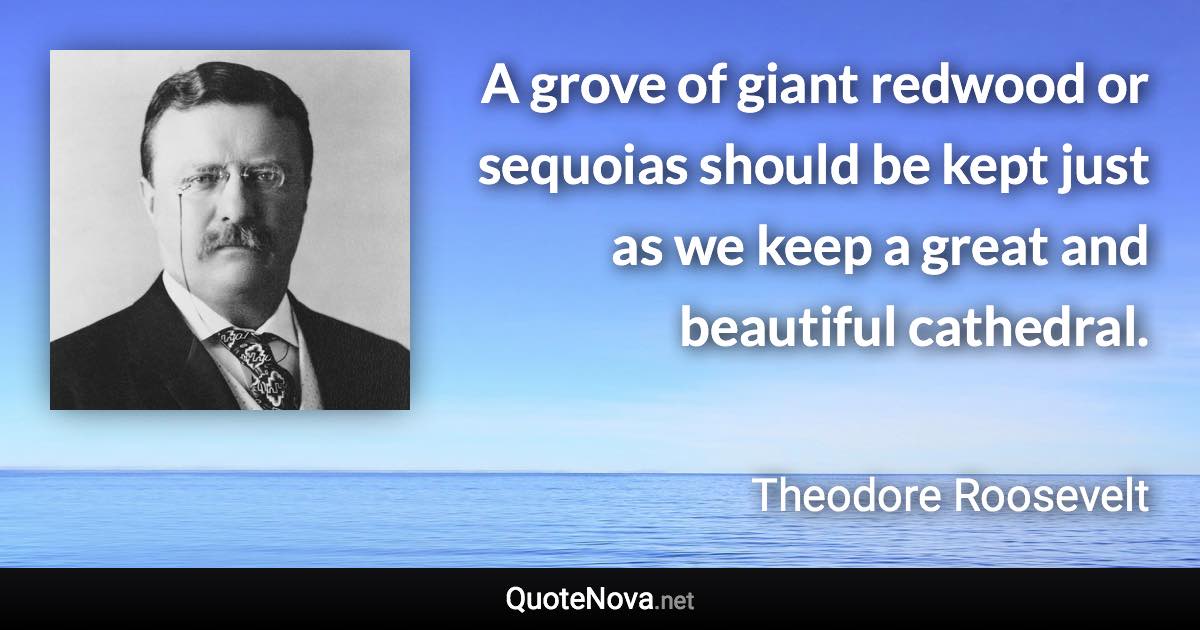 A grove of giant redwood or sequoias should be kept just as we keep a great and beautiful cathedral. - Theodore Roosevelt quote